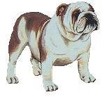 thbulldogge.jpg